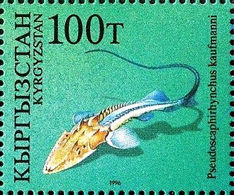 P. kaufmanni on a 1996 stamp of Kyrgyzstan Pseudoscaphirhynchus kaufmanni 1996 stamp of Kyrgyzstan.jpg