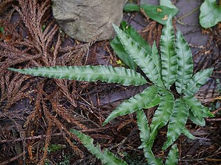 <i>Pteris parkeri</i> Species of fern