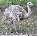 Rhea pennata LC - least concern (ei trüüwet)