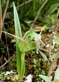 Pterostylis australis New Zealand - Westland Franz Josef Glacier