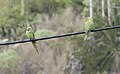 * Nomination Feral individuals of the rose-ringed parakeet (parrot) in Puerto de la Cruz, Tenerife. --Cayambe 12:11, 19 December 2022 (UTC) * Decline  Oppose not sharp enough I'm afraid. --Charlesjsharp 22:12, 19 December 2022 (UTC)