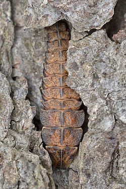 Pyractomena sp. Larva