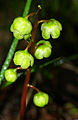 Pyrola rotundifolia - flowers.jpg