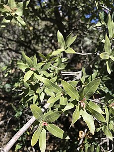 Quercus peninsularis 42378286.jpg