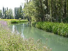 Río Riaza entre Montejo de la Vega de la Serrezuela et Torregalindo.