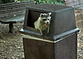 Raccoon raiding a trash can in Washington, D.C.