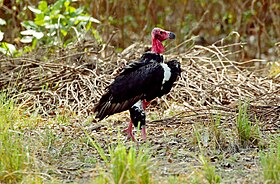 Red-headed Vulture, Kanha National Park 1.jpg