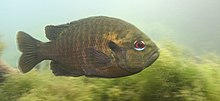 Redspotted sunfish - Lepomis miniatus (2352520241) .jpg