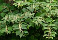 Reynoutria japonica in Brastad 1.jpg