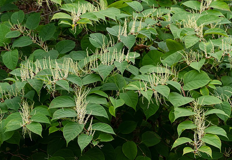 Reynoutria japonica - Wikipedia