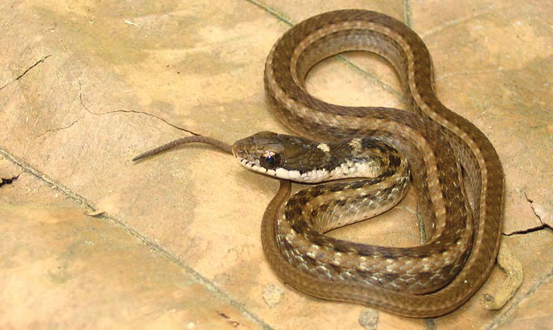 File:Rhabdophis spilogaster (KU 327287) from Barangay Dibuluan, San Mariano - ZooKeys-266-001-g093.jpg