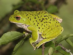 Forest green tree frog, Zhangixalus arboreus Rhacophorus arboreus 01s.JPG