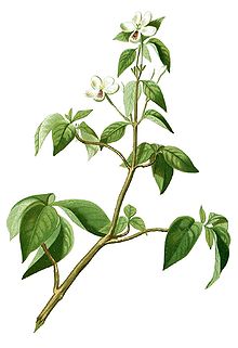 A stick with green leaves and small white flowers.