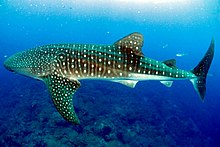 The whale shark is one of the red crab's few natural predators. Rhincodon typus fgbnms.jpg