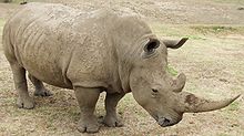Rhino 3.jpg