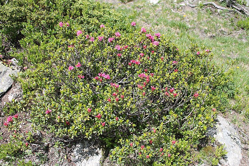 File:Rhododendron ferrugineum Habitus besser.jpg