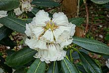 Rhododendron Rex - Hillier Gardens - Romsey, Hampshire, England - DSC04915.jpg