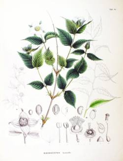 Lumipikihelmi (Rhodotypos scandens)