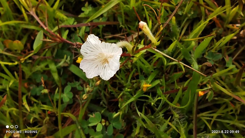 File:Rice vampireweed.jpg