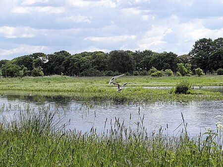 RieselfelderMöwen20120517