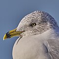 Promoted Same gull. Same spot. I like that you can see detailed shadow of the feathers across the eye.