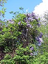 River Ching footpath 19, Wisteria, South Chingford, London, England.jpg