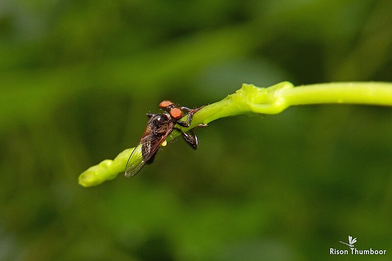 File:Robberflies (Asilidae) (34716635593).jpg