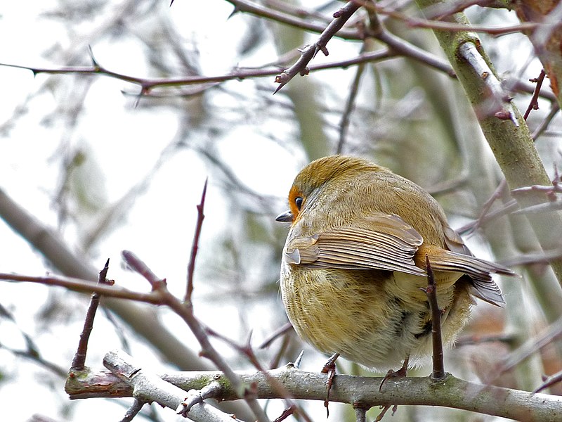 File:Robin (6818450669).jpg