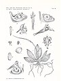 Robiquetia minimiflora (as syn. Abdominea micrantha) Tab 25, fig. I in: Johannes Jacobus Smith: Tafeln Javanischer Orchideen II Leiden (1924)