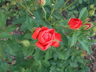 'Orange Sensation', before 1958