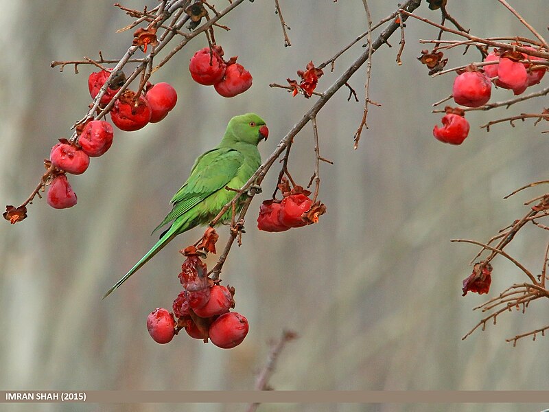 File:Rose-ringed Parakeet (Psittacula krameri) (24584305026).jpg