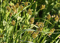 Round-end sedge close (Carex sp) Lake George
