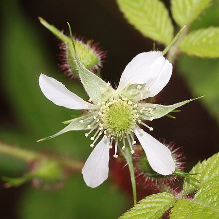 Rubus_sumatranus