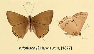 <i>Strymon rufofusca</i> species of insect