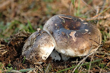 Russula nigricans