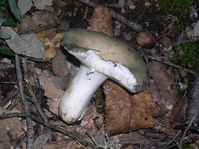 File:Russula grisea.jpg