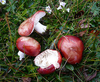 <i>Russula nana</i> Species of fungus