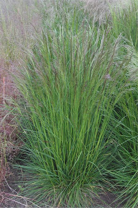 Tập_tin:Ruwe_smele_bloeiend_Deschampsia_cespitosa.jpg