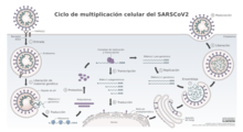 Ciclo de coronavirus SARS-CoV-2