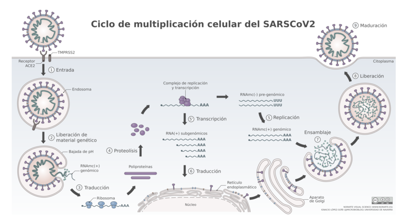 File:SARS-CoV-2 ciclo.png