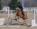 Finnhorse jumping a low, crossed obstacle