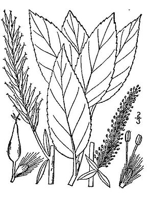 Описание изображения Salix-myricoides-myricoides.jpg.