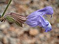 Salvia ringens