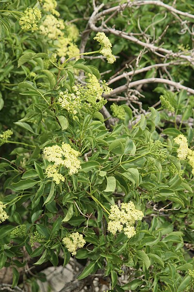 File:Sambucus cerulea 8129.jpg