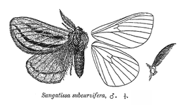 Sangatissa subcurvifera