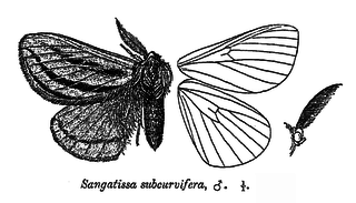 <i>Eupterote subcurvifera</i> Species of moth