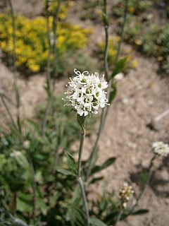 Description de l'image Saponaria bellidifolia 02.jpg.