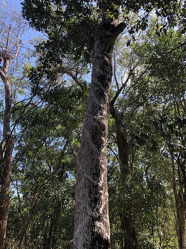 Un sapotillier vu du sol au milieu d'une forêt.