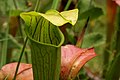 Sarracenia alata - Flickr - aspidoscelis (1).jpg