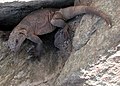 Sauromalus ater Common Chuckwalla